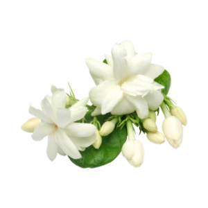Jasmine