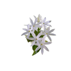 Downy jasmine -virajaji