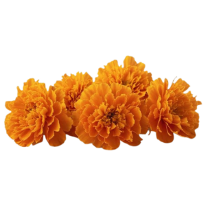 Marigold