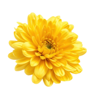 Chrysanthemum