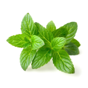 Mint (1set)