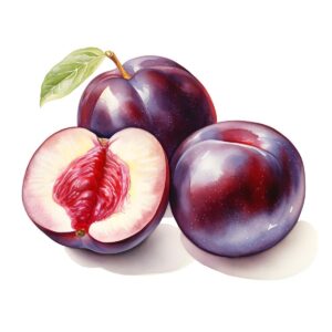 Plum (4 Piece)