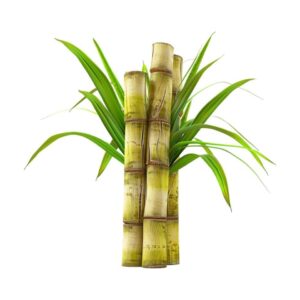 Sugar Cane (1Piece)